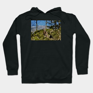 Swiss alps Hoodie